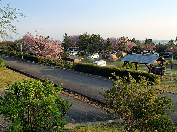 キャンプ場内には満開の桜